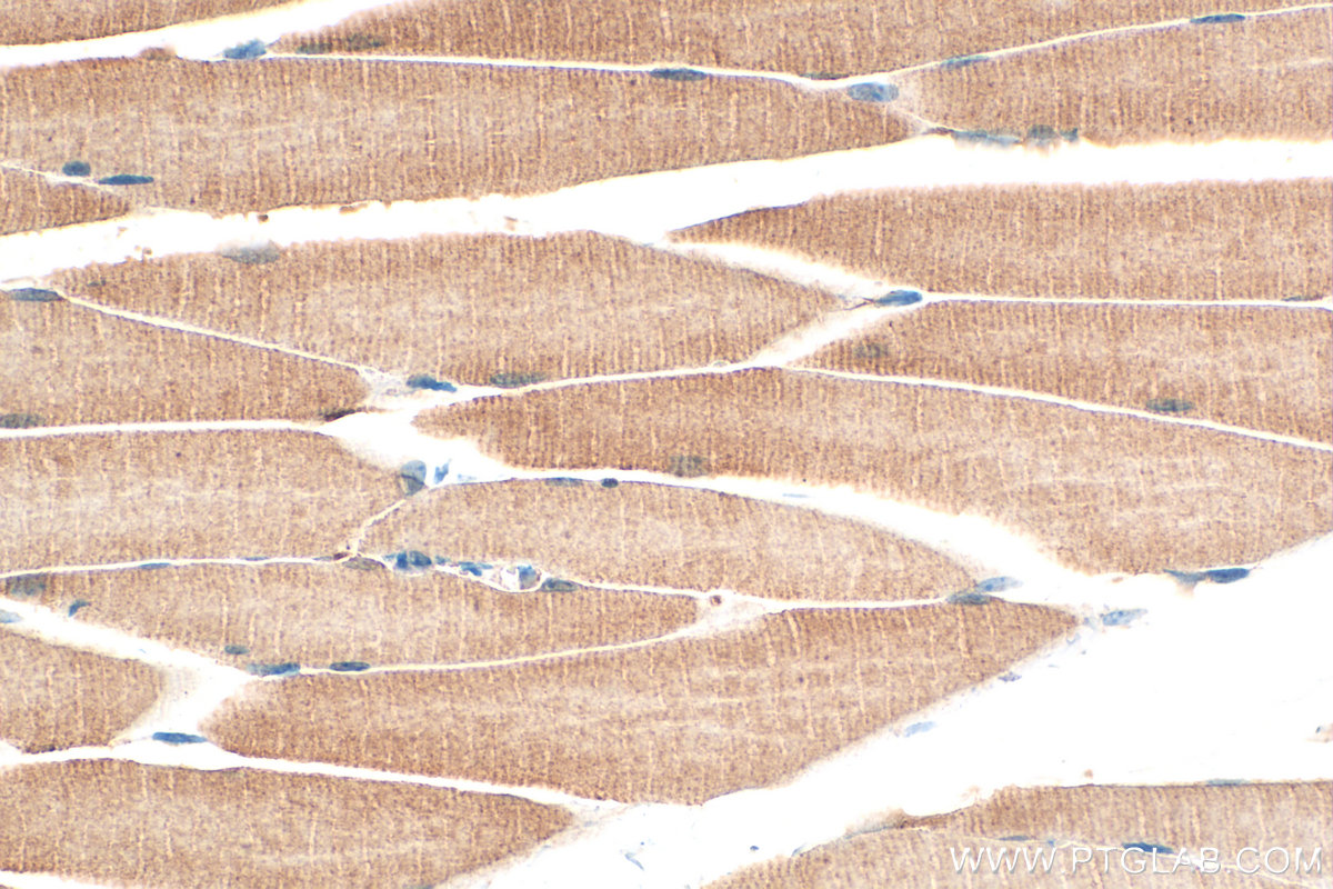 IHC staining of mouse skeletal muscle using 20048-1-AP