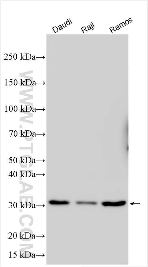 Various lysates were subjected to SDS PAGE followed by western blot with 14722-1-AP (DAPP1 antibody) at dilution of 1:2000 incubated at room temperature for 1.5 hours. WB analysis using 14722-1-AP