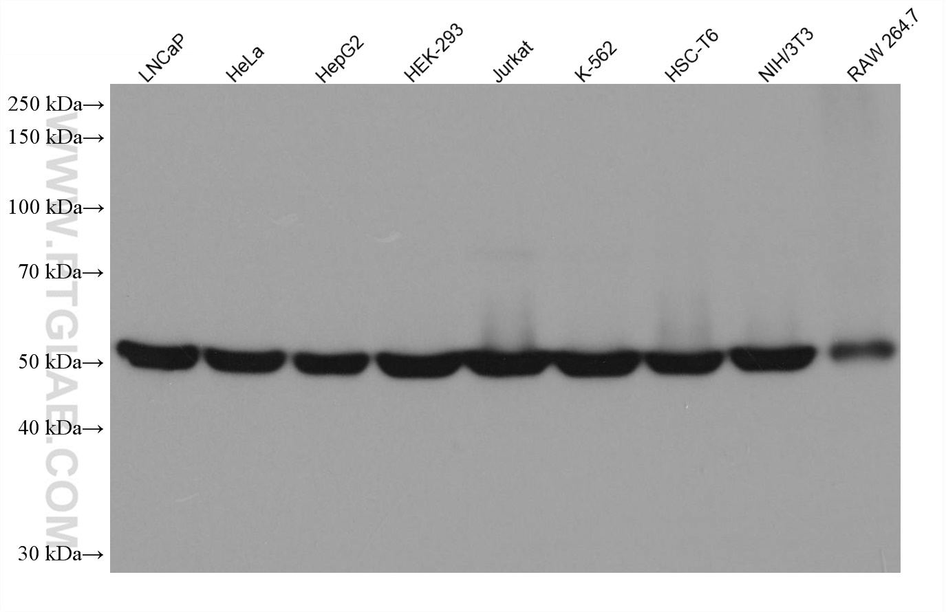 WB analysis using 67930-1-Ig (same clone as 67930-1-PBS)