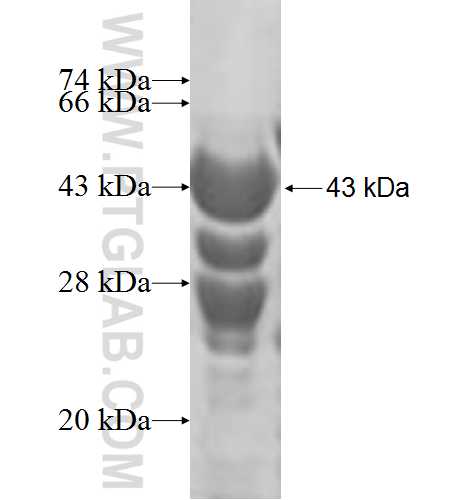 DARS2 fusion protein Ag5032 SDS-PAGE DARS2 fusion protein Ag5032 SDS-PAGE