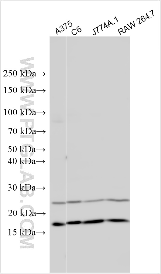 WB analysis using 15210-1-AP