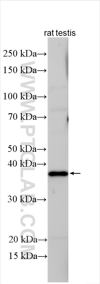 WB analysis using 12633-1-AP