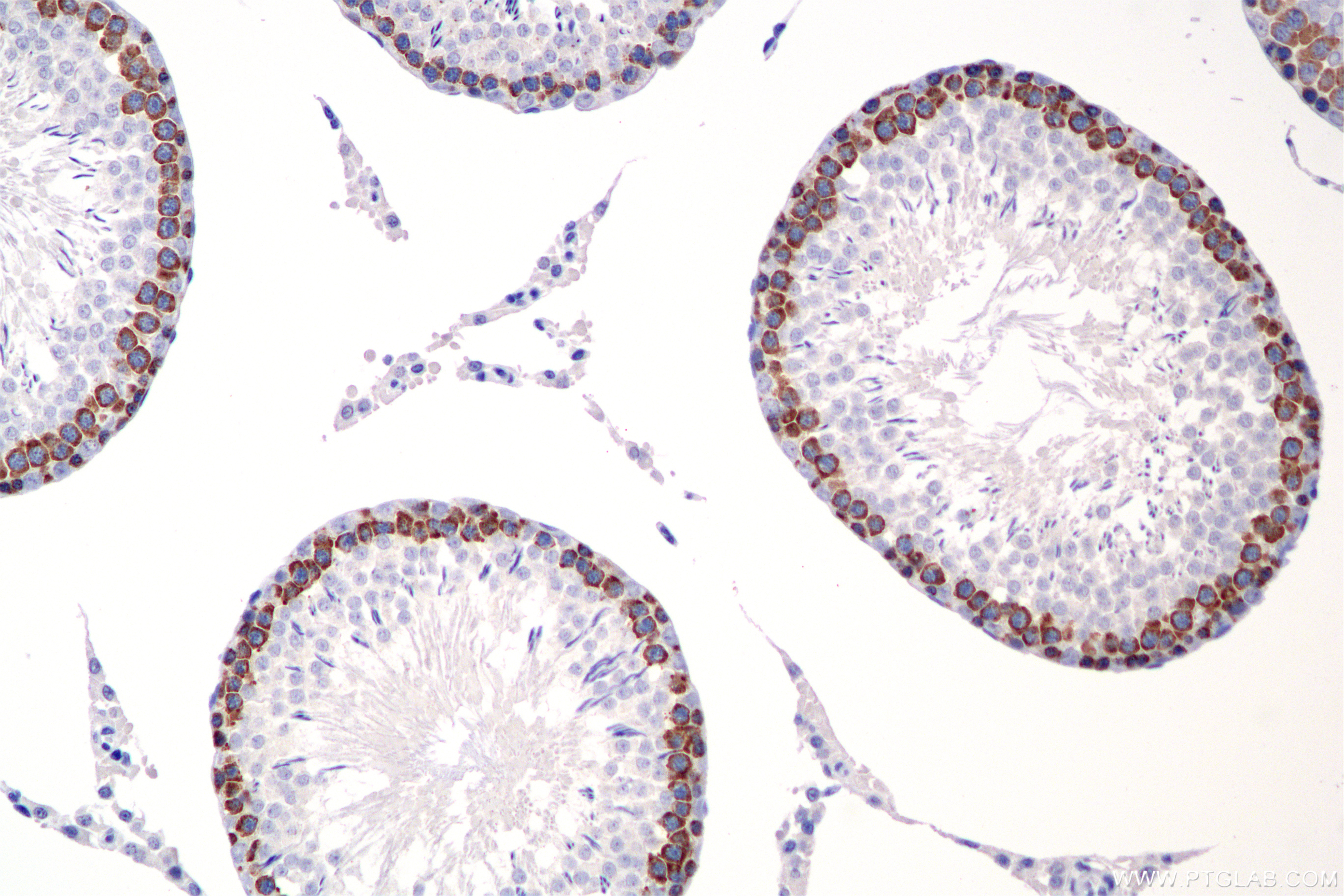 IHC staining of rat testis using 86344-3-RR