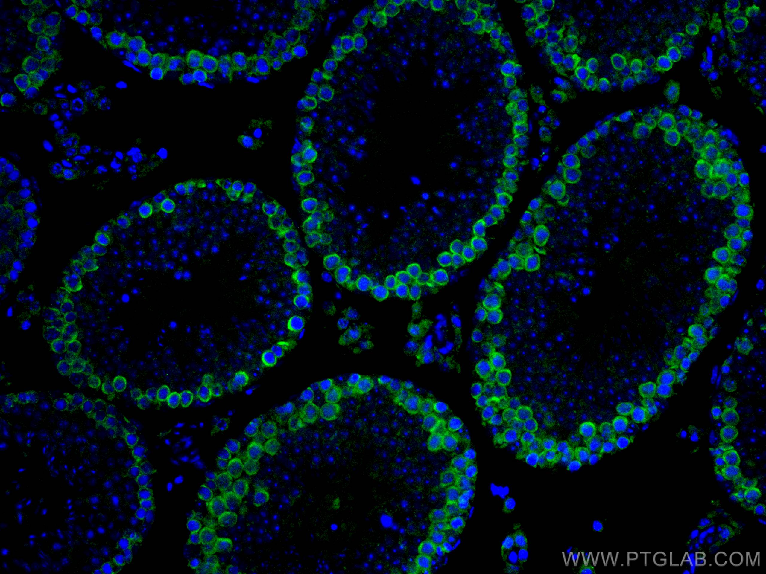 IF Staining of mouse testis using CL488-12633