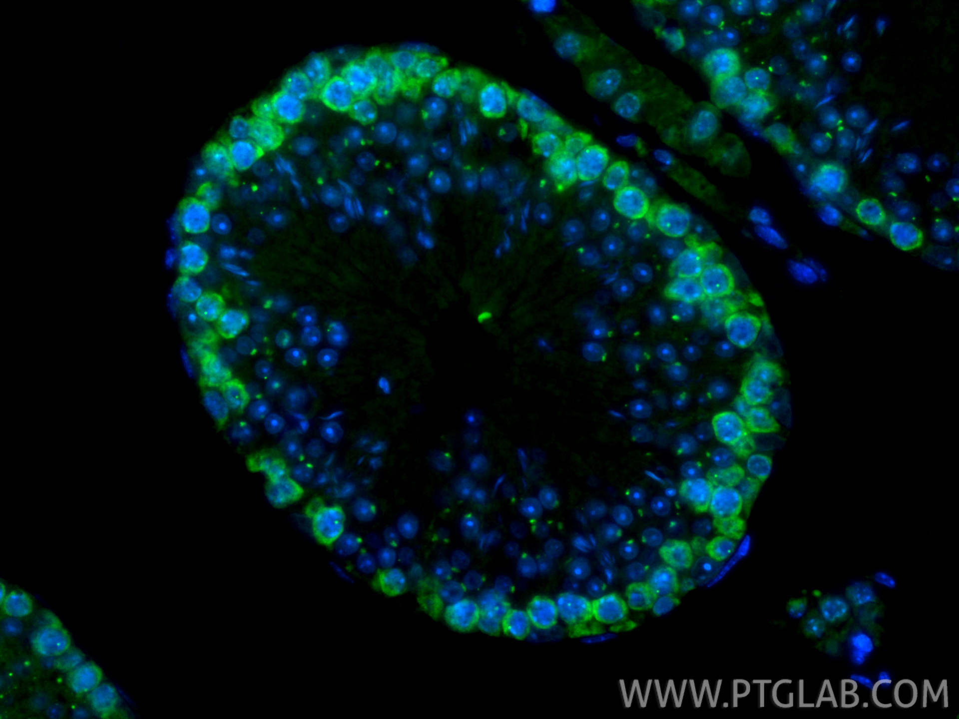 IF Staining of mouse testis using CL488-86344-3