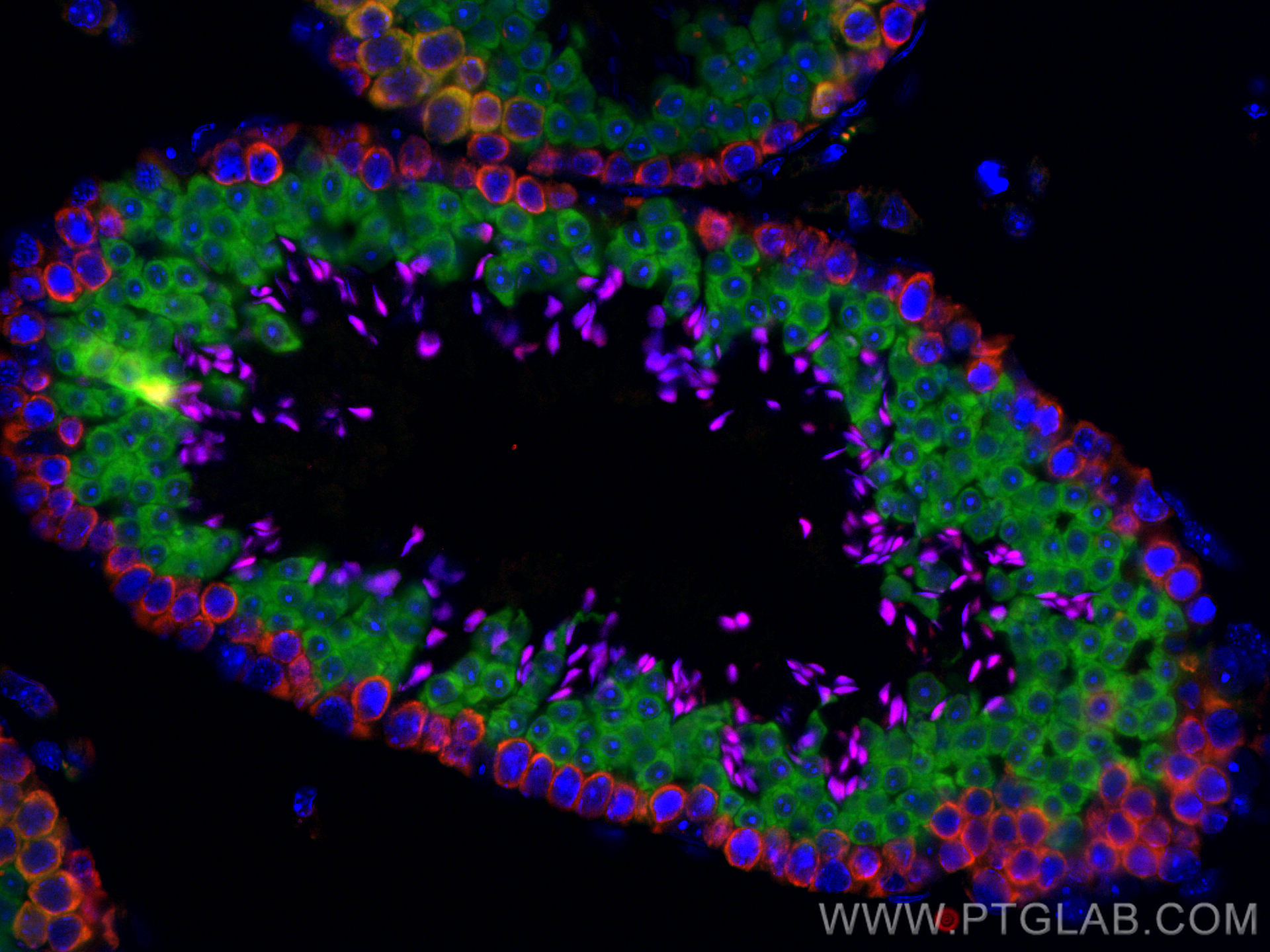 IF Staining of mouse testis using CL594-12633