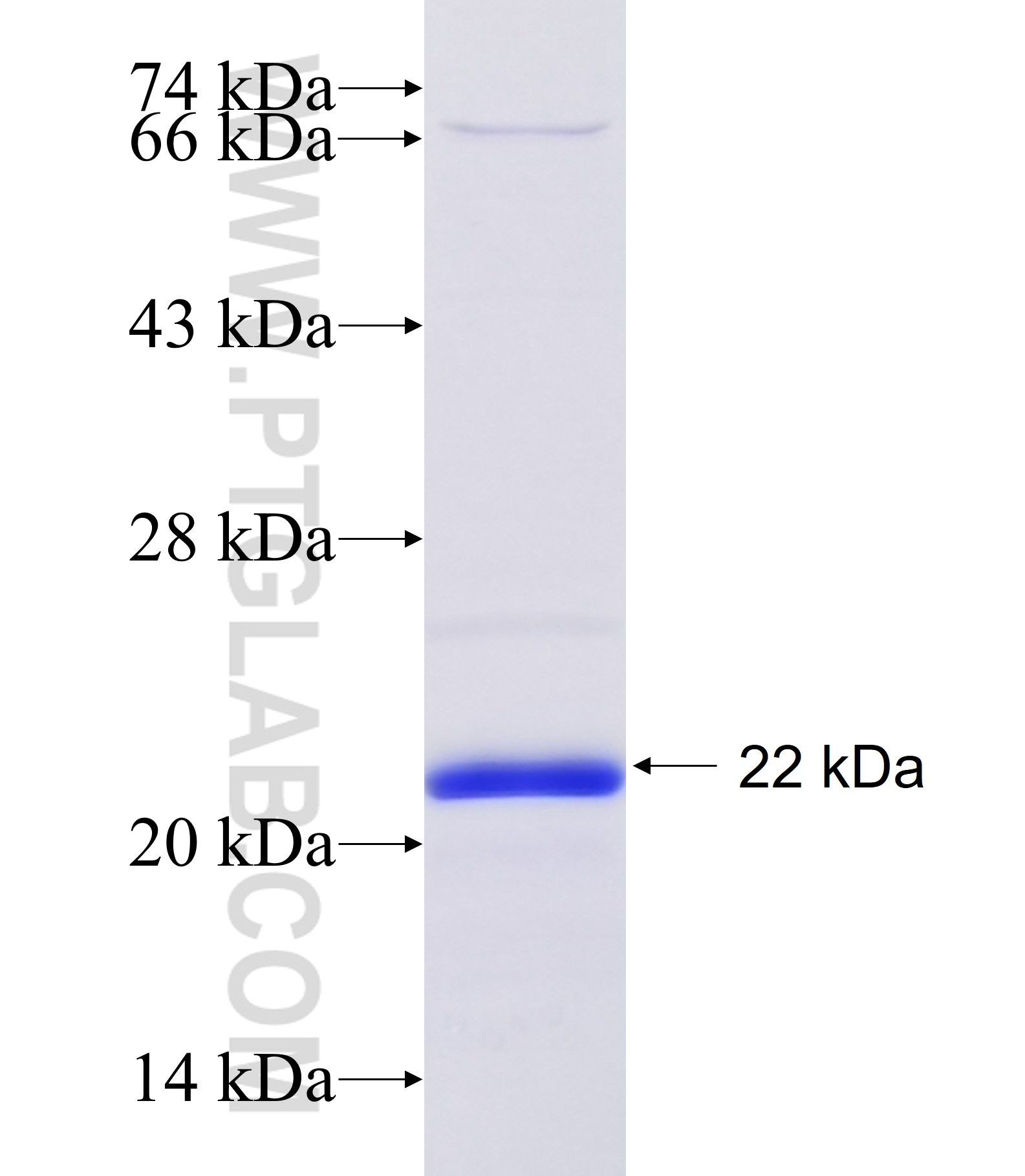 DAZL fusion protein Ag34478 SDS-PAGE