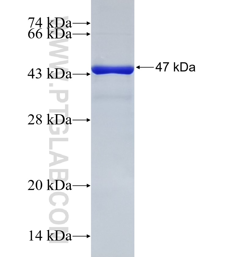 DBF4 fusion protein Ag32951 SDS-PAGE