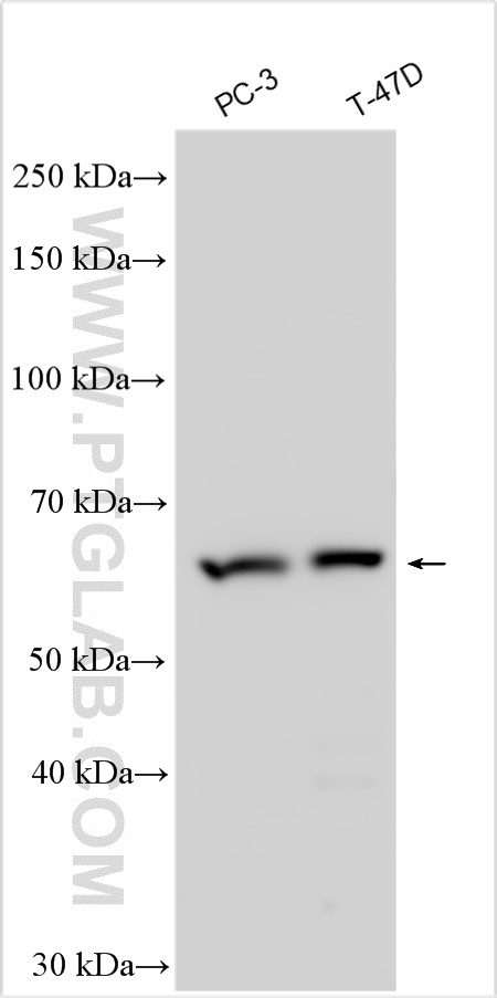 WB analysis using 26214-1-AP