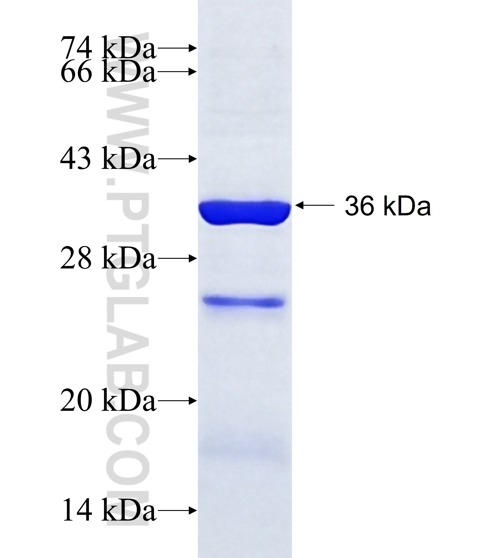 DBF4B fusion protein Ag23889 SDS-PAGE