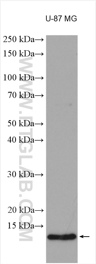 WB analysis using 14490-1-AP