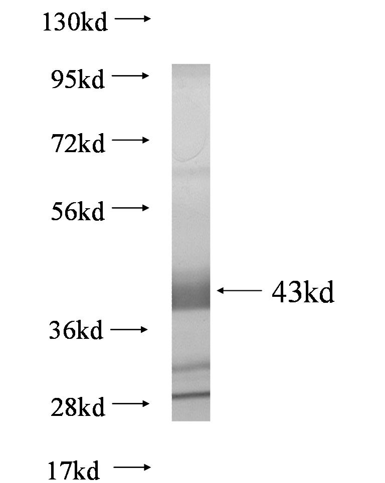 DBNDD1 fusion protein Ag0554 SDS-PAGE DBNDD1 fusion protein Ag0554 SDS-PAGE