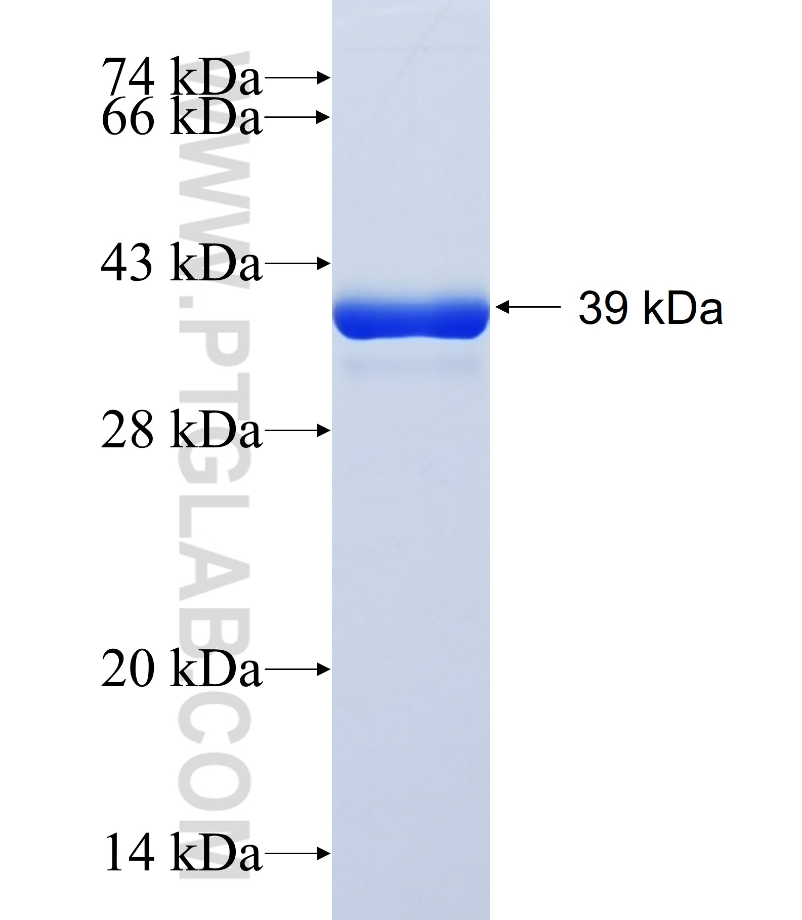 DBNDD1 fusion protein Ag41910 SDS-PAGE
