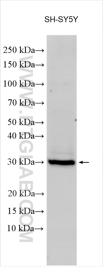 WB analysis of SH-SY5Y using 27623-1-AP