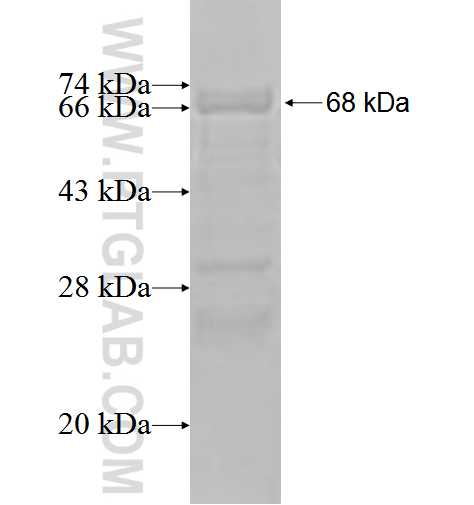 DBP fusion protein Ag3343 SDS-PAGE
