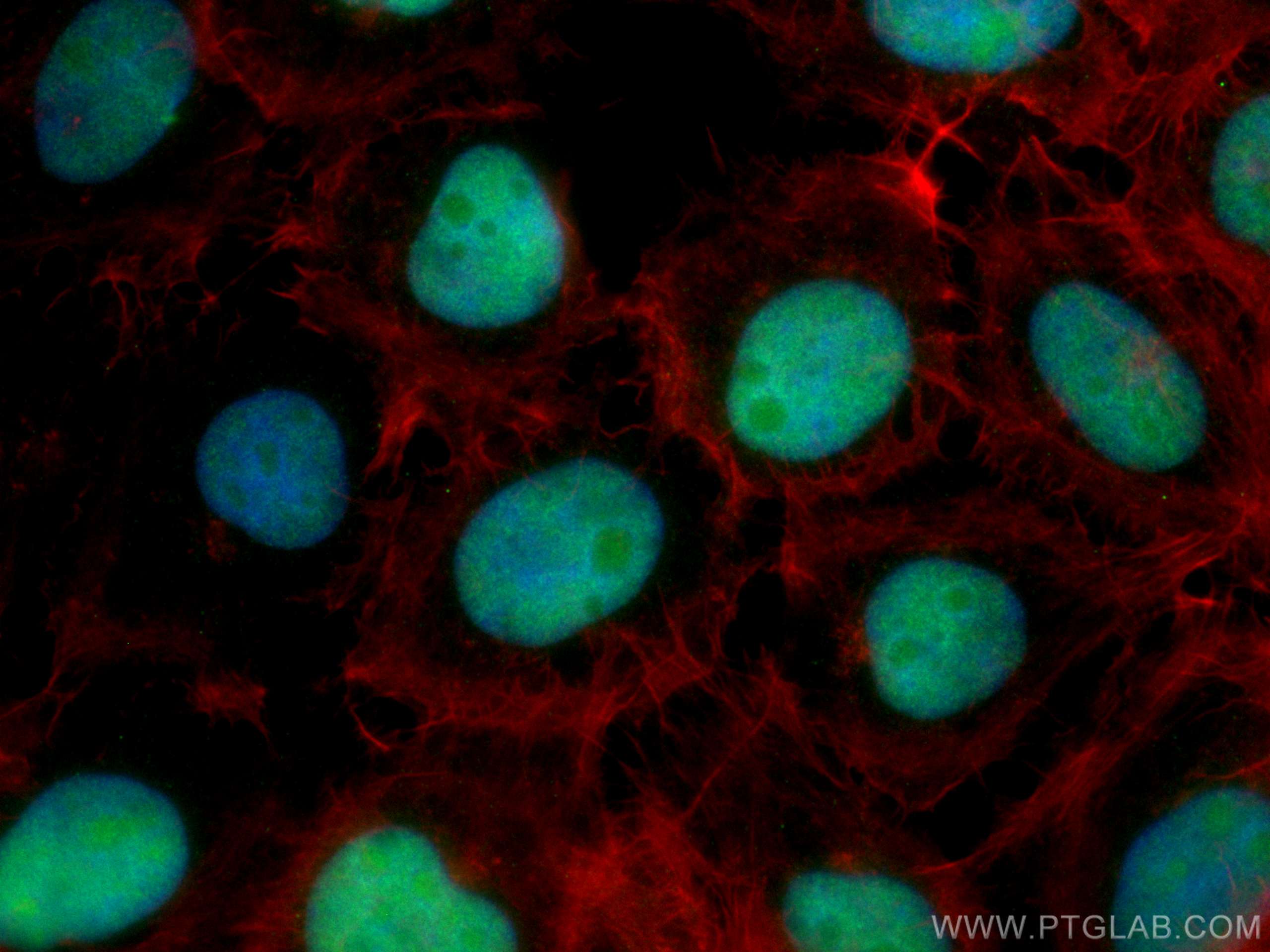 IF Staining of A431 using CL488-66951