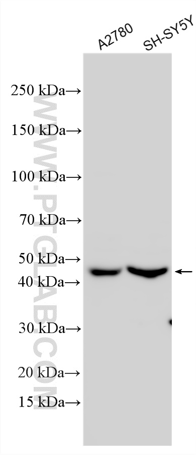WB analysis using 33935-1-AP