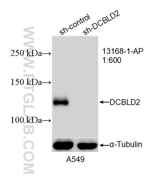 WB analysis of A549 using 13168-1-AP