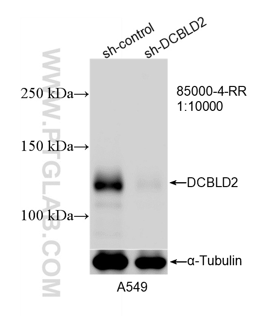 WB analysis of A549 using 85000-4-RR