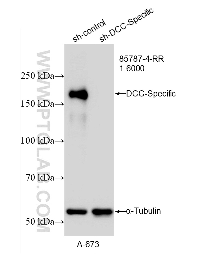 WB analysis of A-673 using 85787-4-RR WB analysis of A-673 using 85787-4-RR