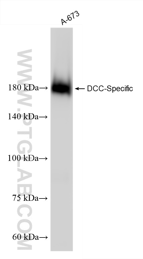 WB analysis of A-673 using 19123-1-AP