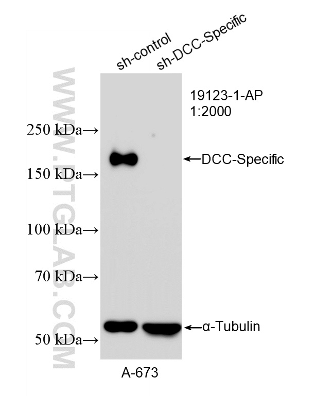 WB analysis of A-673 using 19123-1-AP WB analysis of A-673 using 19123-1-AP