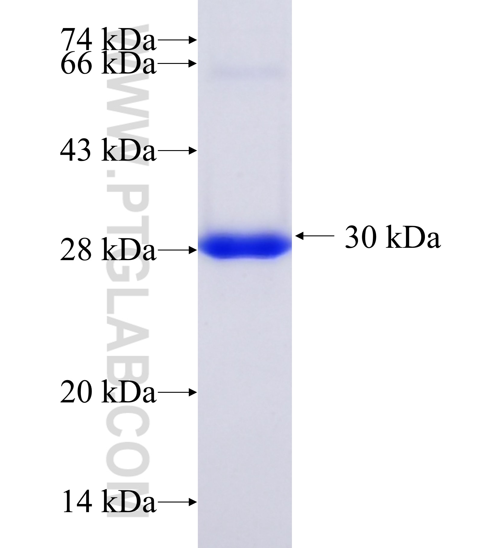 DCDC2C fusion protein Ag35266 SDS-PAGE