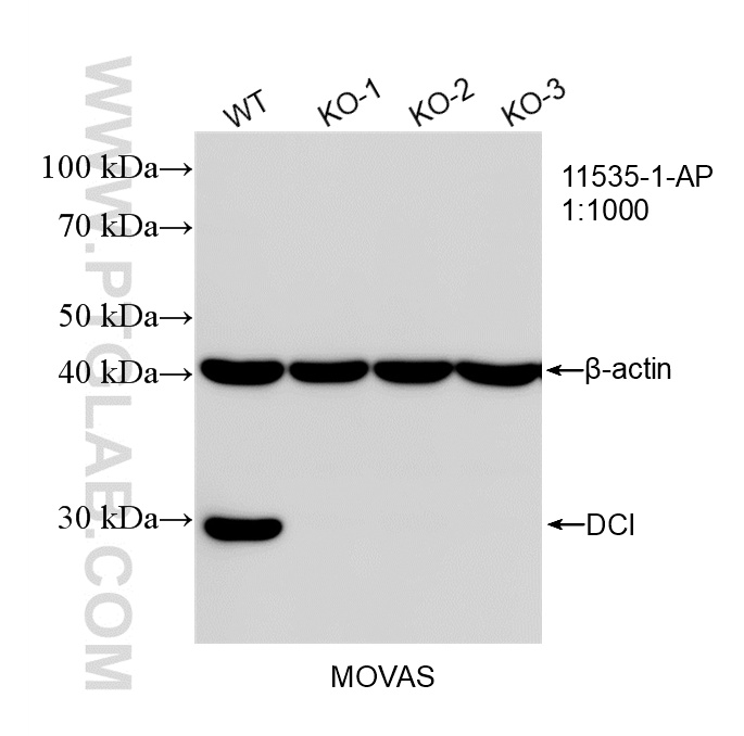 WB analysis of MOVAS using 11535-1-AP