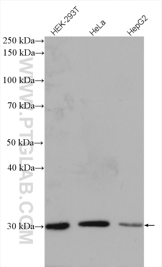 WB analysis using 17758-1-AP