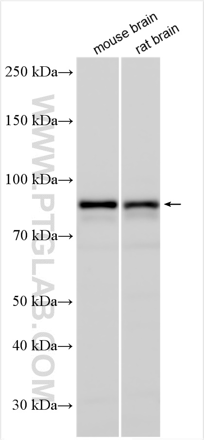 WB analysis using 25450-1-AP