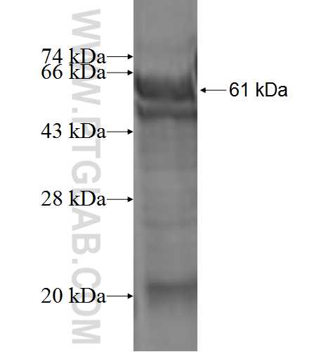 DCLRE1C fusion protein Ag2343 SDS-PAGE