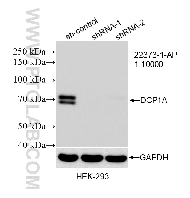 WB result of DCP1A antibody (22373-1-AP; 1:10000; incubated at room temperature for 1.5 hours) with sh-Control and sh-DCP1A transfected HEK-293 cells. WB analysis of HEK-293 using 22373-1-AP