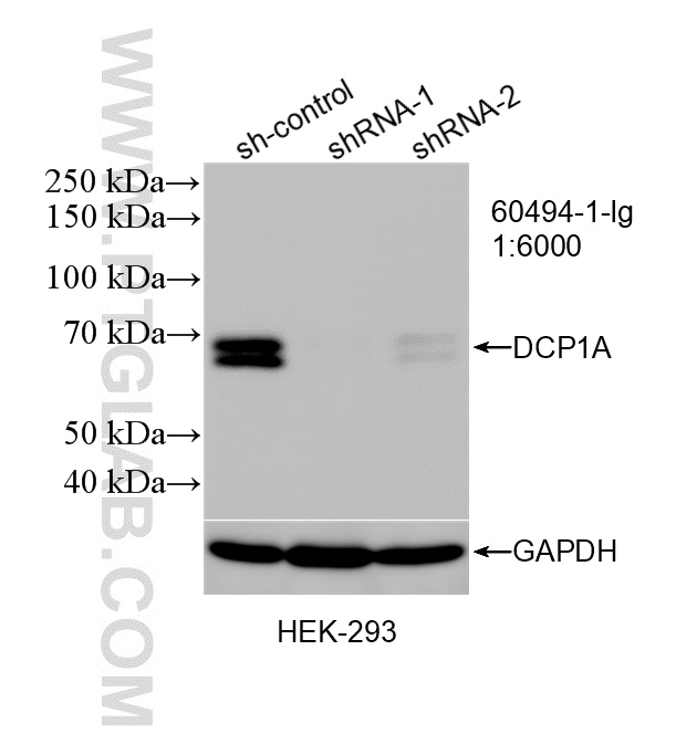 WB analysis of HEK-293 using 60494-1-Ig