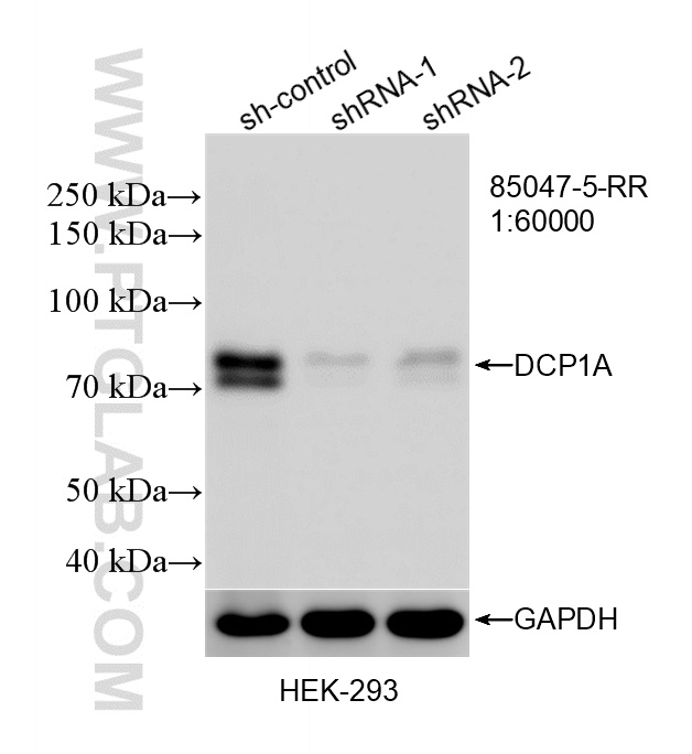 WB analysis of HEK-293 using 85047-5-RR