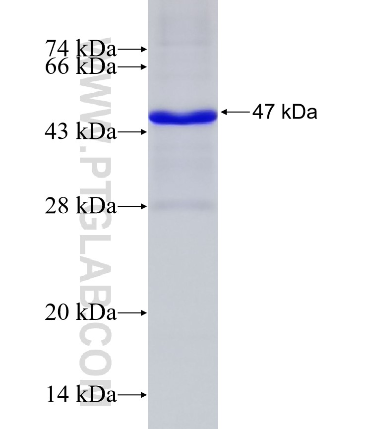 DCT fusion protein Ag26165 SDS-PAGE