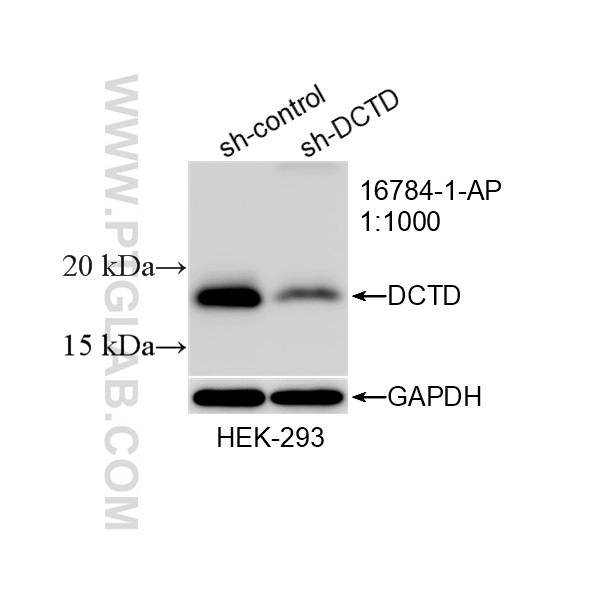 WB analysis of HEK-293 using 16784-1-AP WB analysis of HEK-293 using 16784-1-AP
