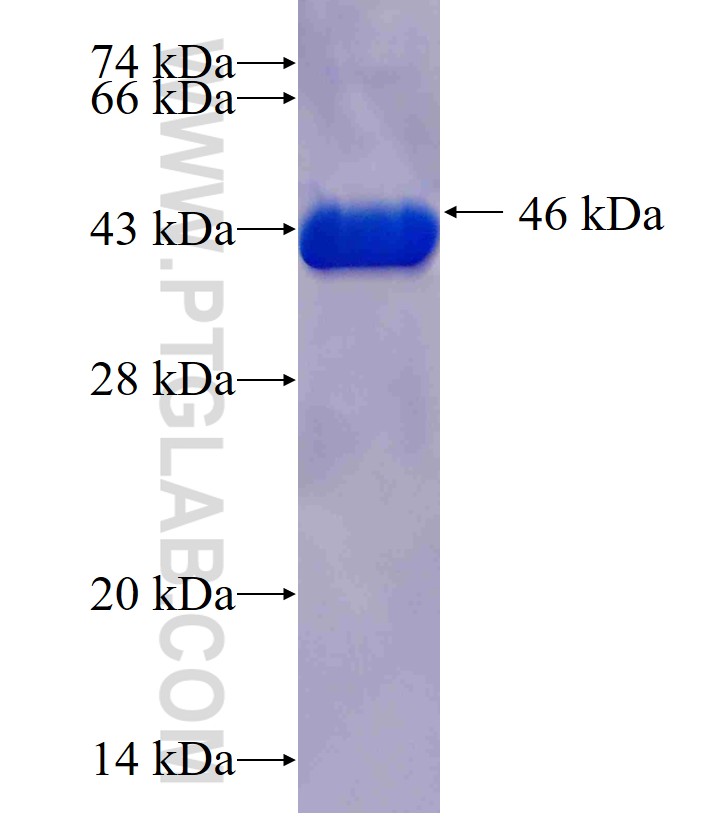 DCTD fusion protein Ag10216 SDS-PAGE