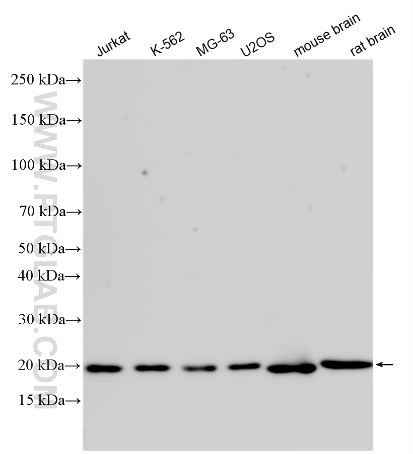 WB analysis using 11325-1-AP