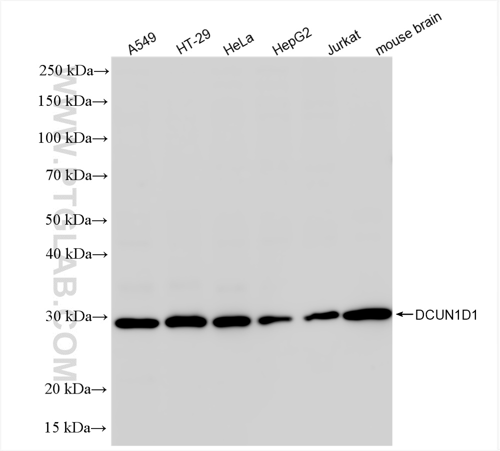 WB analysis using 85849-4-RR (same clone as 85849-4-PBS)
