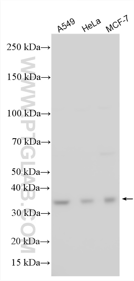 WB analysis using 26356-1-AP WB analysis using 26356-1-AP