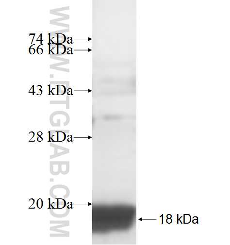 DDA1 fusion protein Ag7242 SDS-PAGE