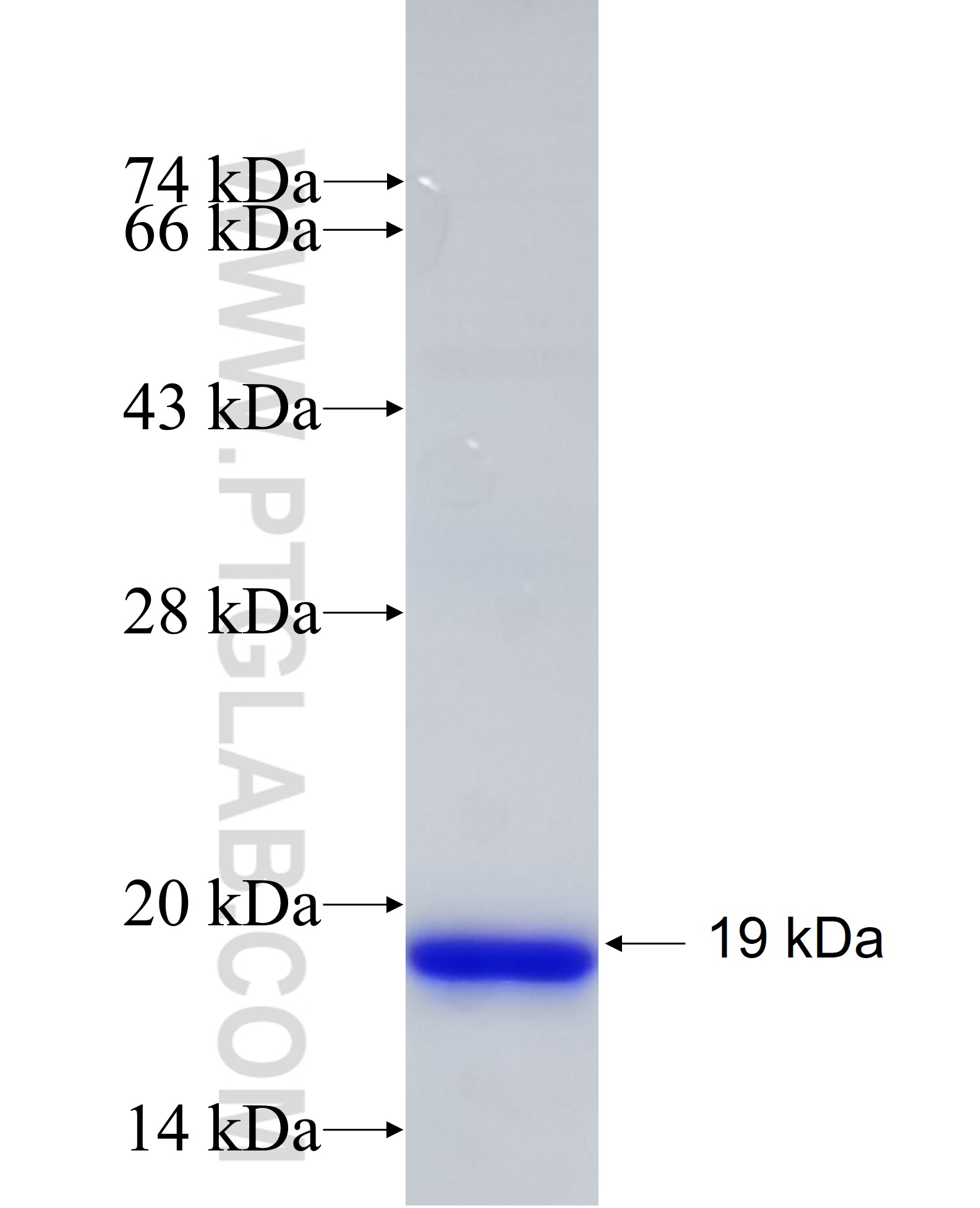 DDA1 fusion protein Ag7242 SDS-PAGE