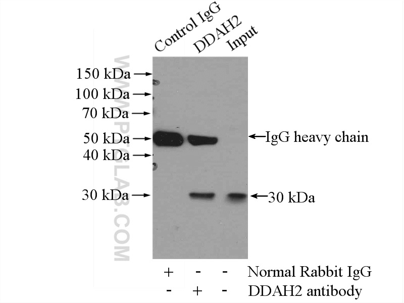 IP experiment of COLO 320 using 14966-1-AP