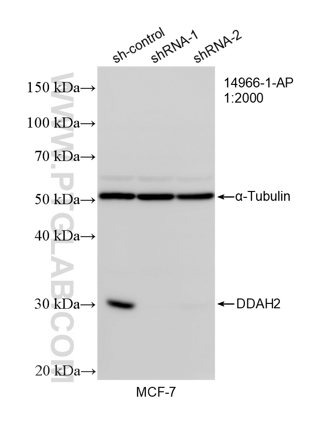 WB result of DDAH2 antibody (14966-1-AP; 1:2000; incubated at room temperature for 1.5 hours) with sh-Control and sh-DDAH2 transfected MCF-7 cells. WB analysis of MCF-7 using 14966-1-AP