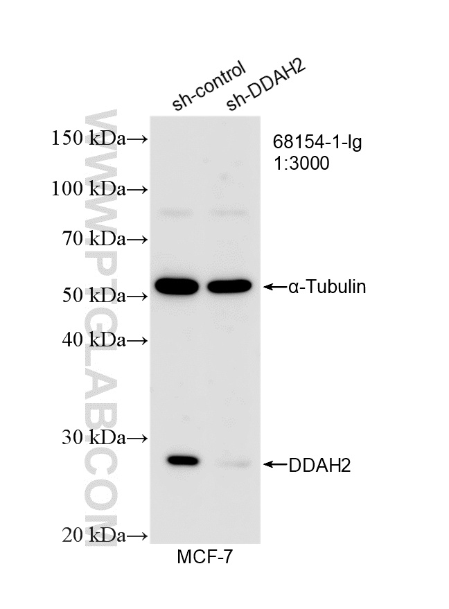 WB result of DDAH2 antibody (68154-1-Ig; 1:3000; incubated at room temperature for 1.5 hours) with sh-Control and sh-DDAH2 transfected MCF-7 cells. WB analysis of MCF-7 using 68154-1-Ig