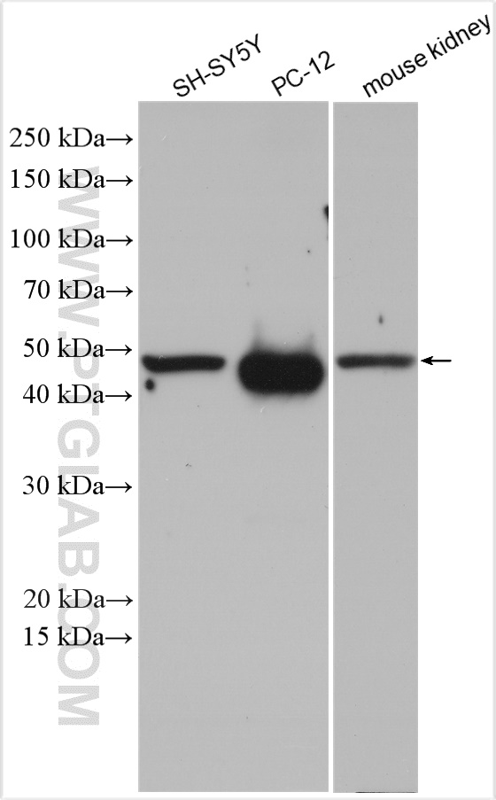 WB analysis using 10166-1-AP