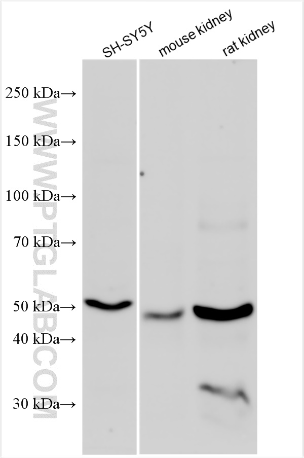 WB analysis using 10166-1-AP