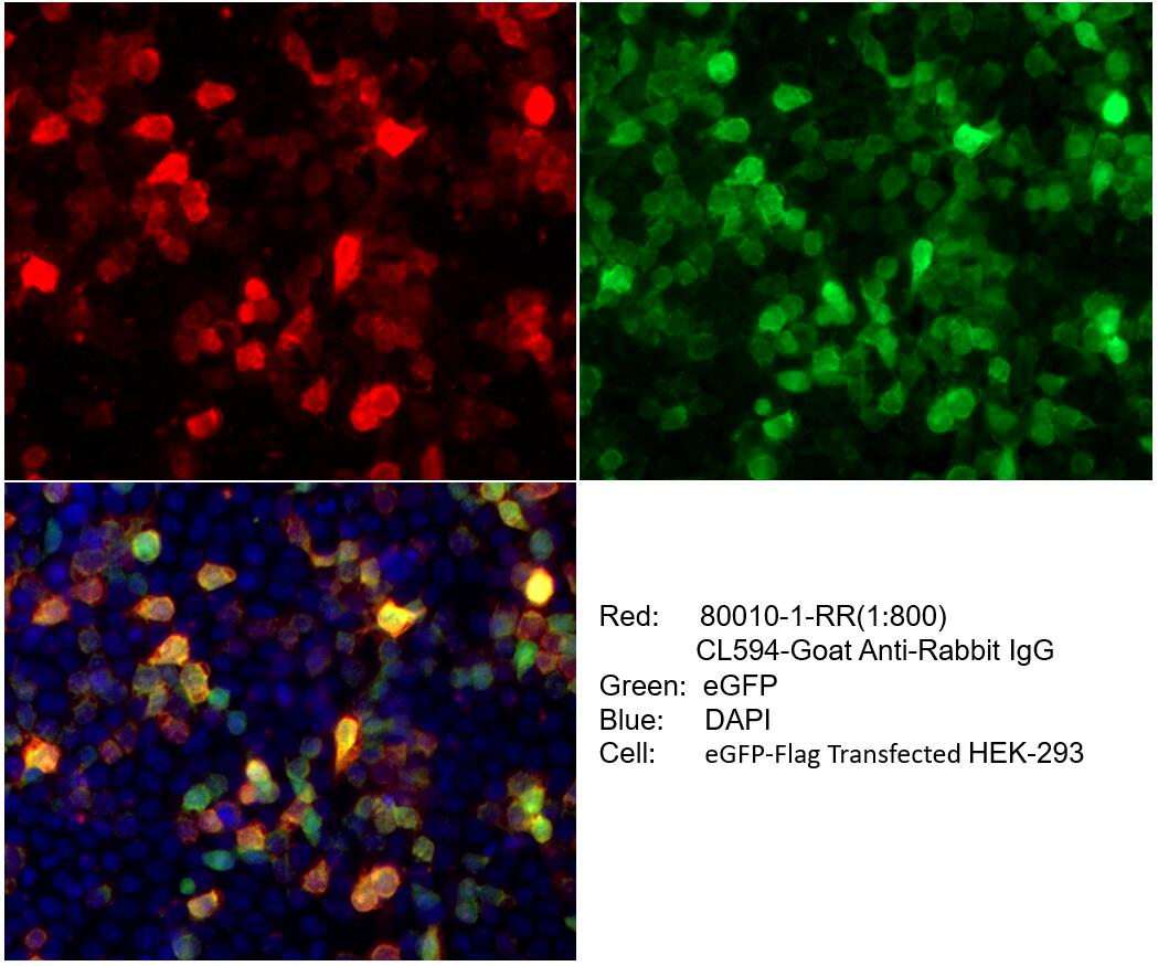 IF Staining of HEK-293 using 80010-1-RR (same clone as 80010-1-PBS)