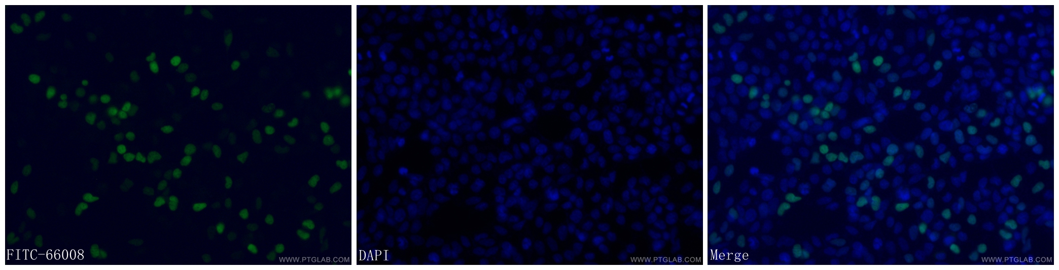 IF Staining of Transfected HEK-293 using FITC-66008