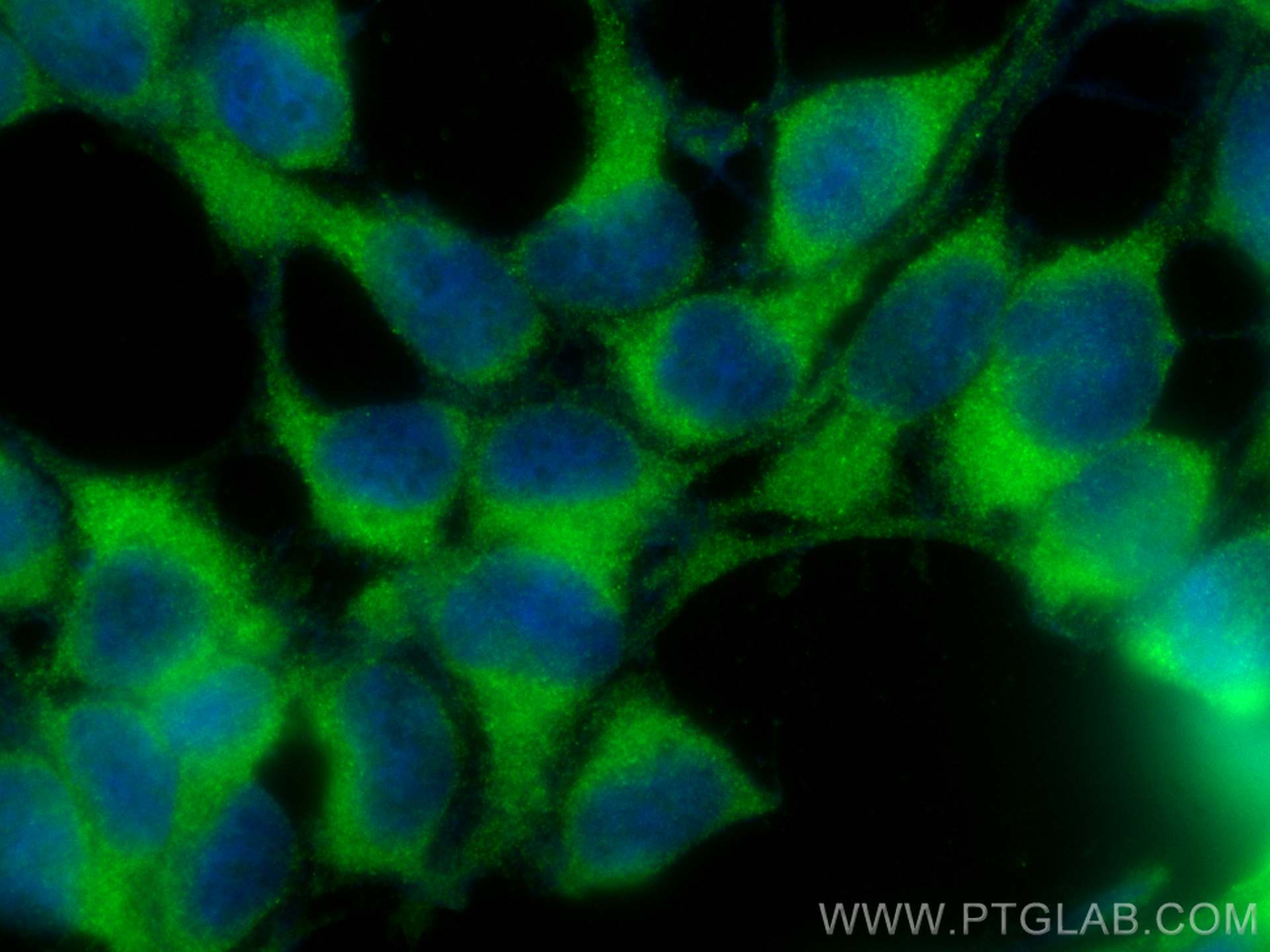 IF Staining of HEK-293 using CL488-25203